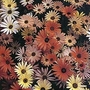 Osteospermum hybrida Giant Mixed 1 packet