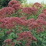 Eupatorium maculatum Atropurpureum 1 packet