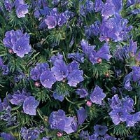 Echium Vulgare Blue Bedder 1 packet (200 seeds)