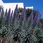Echium Fastuosum 1 packet (25 seeds)