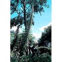 Echium pininana alba Snow Tower 1 packet