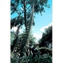 Echium Pininana Alba Snow Tower 1 packet (15 seeds)