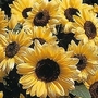 Edible Flowers : Helianthus annuus Valentine 1 packet