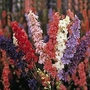 Consolida Ajacis Sublime Mixed 1 packet (250 seeds)