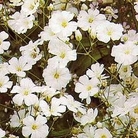 Gypsophila elegans Covent Garden 1 packet