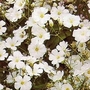 Gypsophila elegans Covent Garden 1 packet