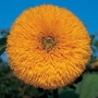 Edible Flowers : Helianthus annuus Double Shine F1. Hybrid 1 packet