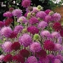 Knautia Macedonica Melton Pastels 1 packet (30 seeds)