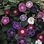 Morning Glory : purpurea Mixed 1 packet