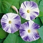 Ipomoea Tricolor Flying Saucers 1 packet (35 seeds)