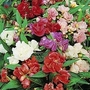 Busy Lizzie : Extra Dwarf Tom Thumb Mixed 1 packet