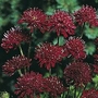 Knautia macedonia 1 packet