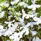 Lobelia pendula White Cascade 1 packet