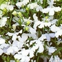 Lobelia pendula White Cascade 1 packet