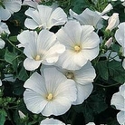 Lavatera trimestris Mont Blanc 1 packet
