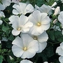 Lavatera Trimestris Mont Blanc 1 packet (80 seeds)