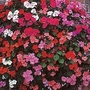 Impatiens Walleriana Bedding Supreme F1 1 packet (100 seeds)