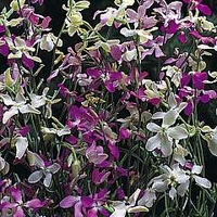 Stocks : Starlight Scentsation (Night Scented) 1 packet