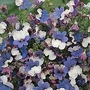 Nemesia Strumosa Klm 1 packet (400 seeds)