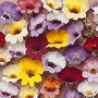 Nemesia Strumosa Compacta Tapestry 1 packet (350 seeds)