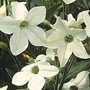 Nicotiana X Sanderae Fragrant Cloud 1 packet (1000 seeds)