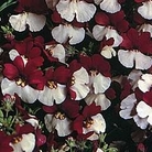 Nemesia Mello Red & White 1 packet