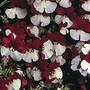 Nemesia Mello Red & White 1 packet