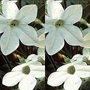 Tobacco Plant : Dwarf White Bedder 1 packet