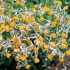 Nemesia cheiranthus Shooting Stars 1 packet
