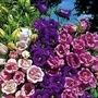 Campanula Medium Dwarf Double Melton Bells Mixed 1 packet (35 seeds)