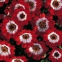 Cineraria hybridus Jester Scarlet 1 packet