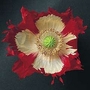 Papaver Somniferum Danebrog Laced 1 packet (200 seeds)