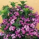 Sweet William : Russian Skies 1 packet