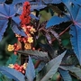 Ricinus Communis Impala 1 packet (6 seeds)