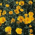 Eschscholzia maritima prostrata Golden Tears 1 packet