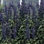 Salvia Farinacea Victoria 1 packet (100 seeds)