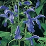 Salvia patens Cambridge Blue 1 packet