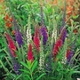 Veronica Mixed Colours 1 packet