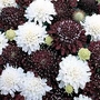 Scabiosa atropurpurea Ebony and Ivory 1 packet