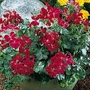 Geranium - Pelargonium : Summer Showers Burgundy 1 packet