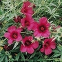 Hibiscus radiatus 1 packet