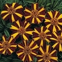 Tagetes patula Striped Marvel 1 packet