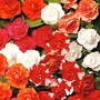 Impatiens Walleriana Double Carousel Mixed F1 1 packet (20 seeds)