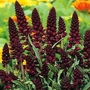 Lysimachia atropurpurea 1 packet