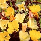Evening Primrose : Apricot Delight 1 packet