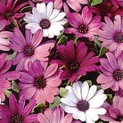 Osteospermum hybrida Passion Mixed 1 packet