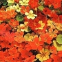 Nasturtium 'Climbing Mixed' 1 packet (40 seeds)