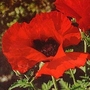 Papaver Orientale Brilliant 1 packet (180 seeds)
