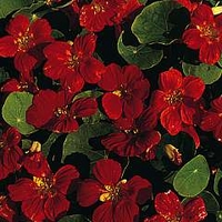 Nasturtium 'Empress Of India' 1 packet (40 seeds)