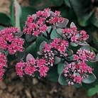 Hylotelephium 1 packet